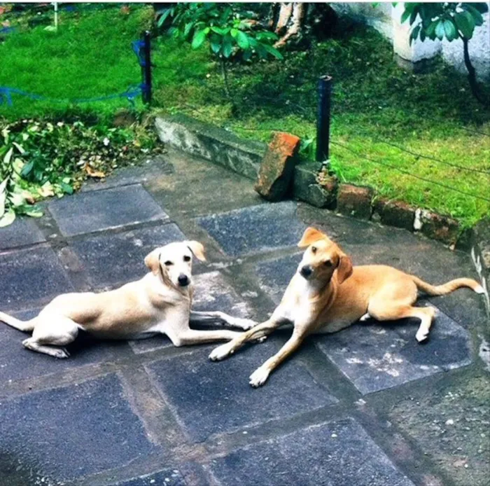 Cachorro ra a Vira-lata  idade 1 ano nome Nala e Bambi