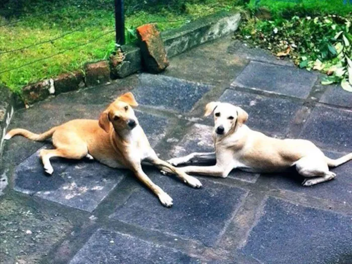 Cachorro ra a Vira-lata  idade 1 ano nome Nala e Bambi