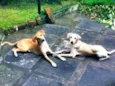 Nala e Bambi