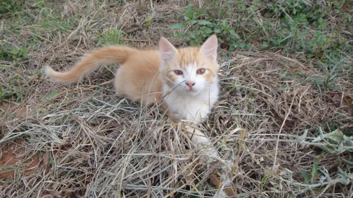 Gato ra a SRD idade 2 a 6 meses nome Omelete