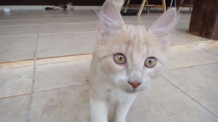 Gato ra a SRD idade 2 a 6 meses nome Caramelo