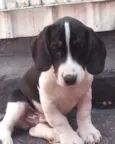 bigo