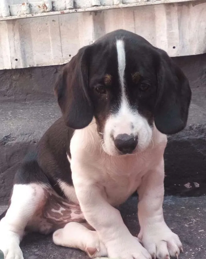 Cachorro ra a Golden  idade 2 a 6 meses nome bigo