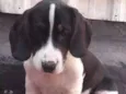 bigo