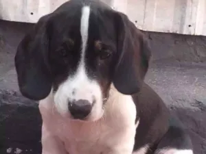 Cachorro raça Golden  idade 2 a 6 meses nome bigo