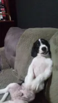 bigo