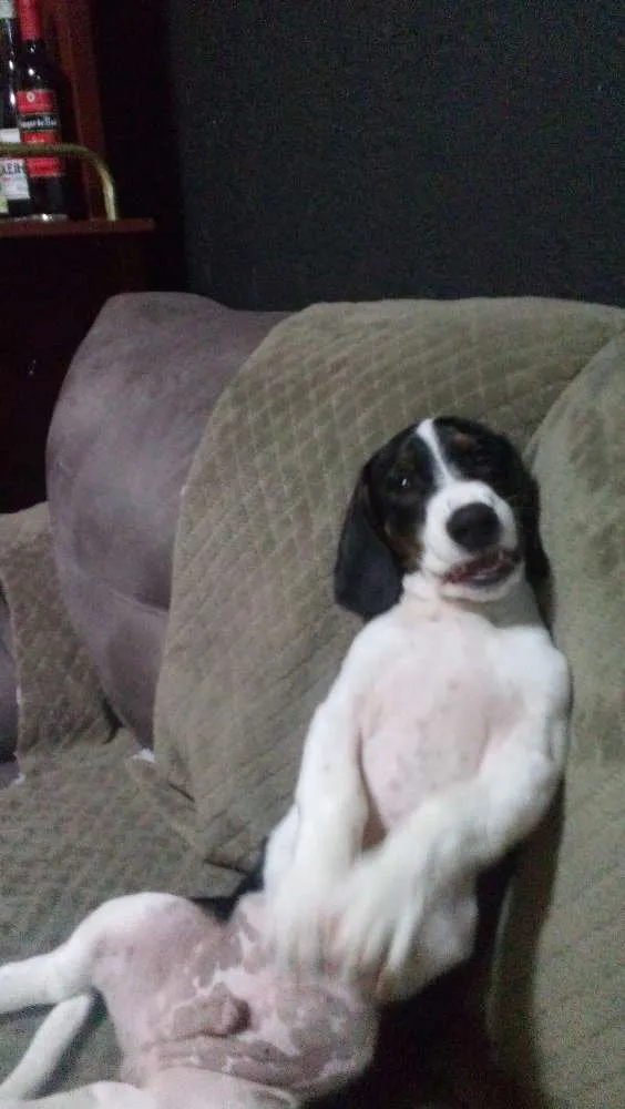 Cachorro ra a Golden  idade 2 a 6 meses nome bigo