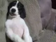 bigo