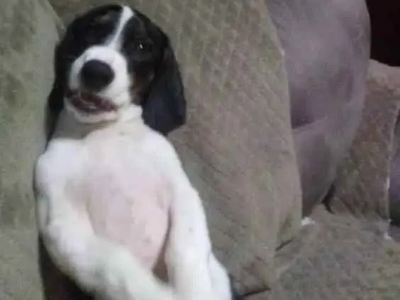 Cachorro ra a Golden  idade 2 a 6 meses nome bigo