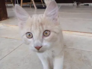 Gato raça SRD idade 2 a 6 meses nome Caramelo