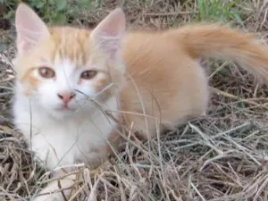 Gato raça SRD idade 2 a 6 meses nome Omelete