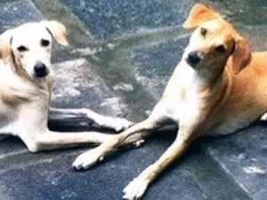 Cachorro raça Vira-lata  idade 1 ano nome Nala e Bambi