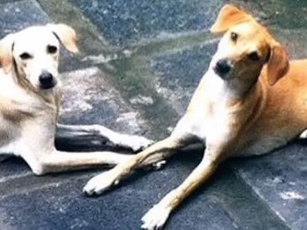 Cachorro ra a Vira-lata  idade 1 ano nome Nala e Bambi