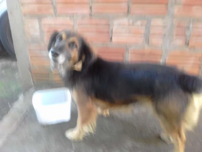 Cachorro ra a não definida idade 4 anos nome Bilu, Kadu