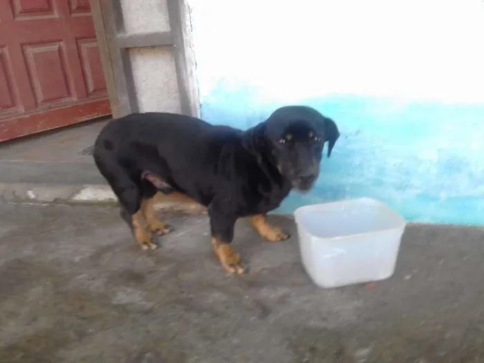 Cachorro ra a não definida idade 4 anos nome Bilu, Kadu