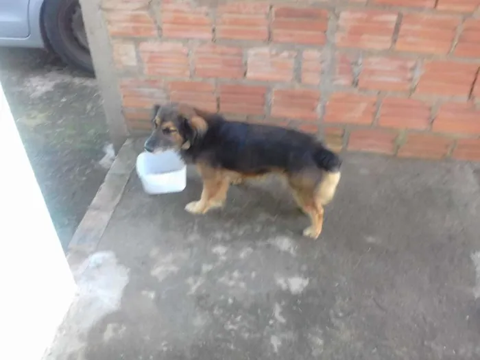 Cachorro ra a não definida idade 4 anos nome Bilu, Kadu