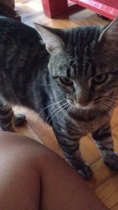 Gato ra a SRD idade 1 ano nome Rudá