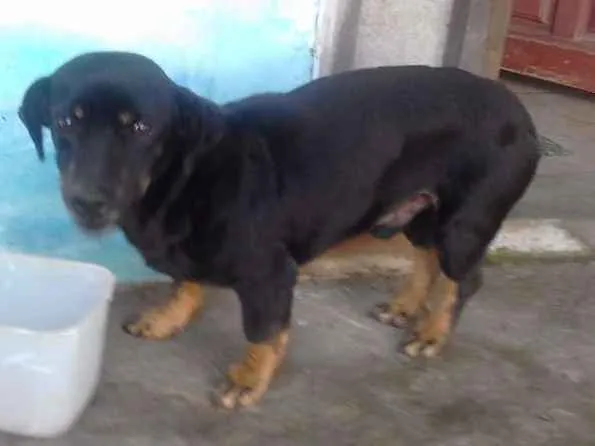 Cachorro ra a não definida idade 4 anos nome Bilu, Kadu