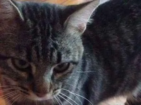 Gato ra a SRD idade 1 ano nome Rudá