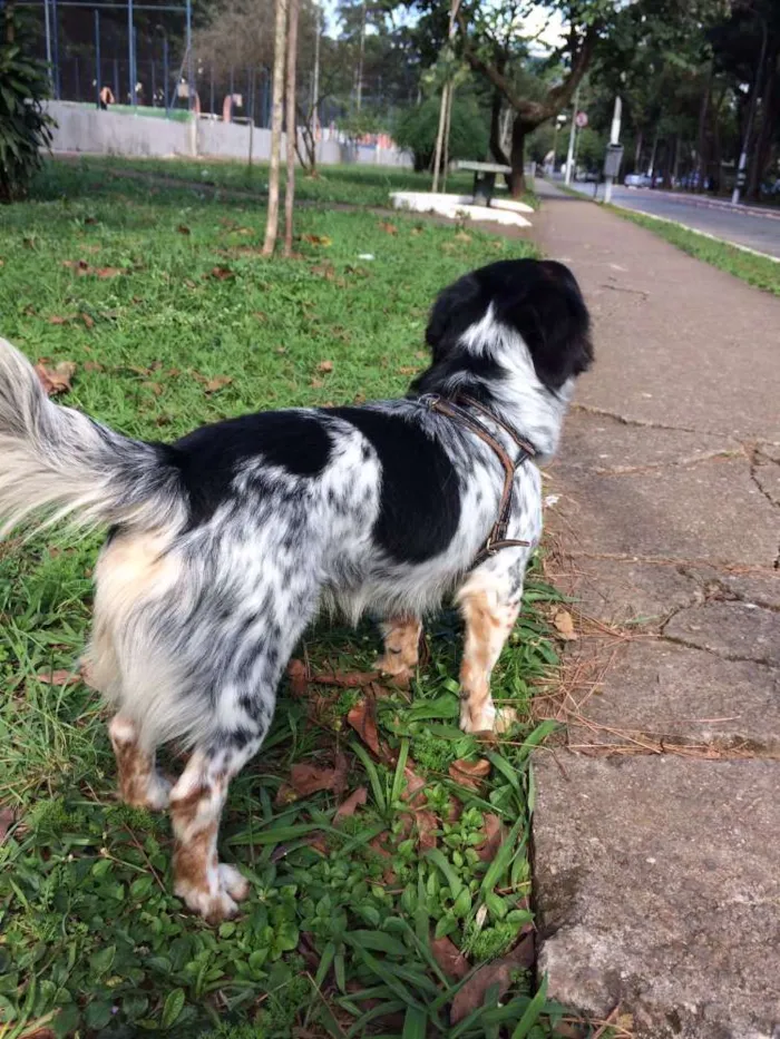 Cachorro ra a Vira lata idade 1 ano nome Nauê