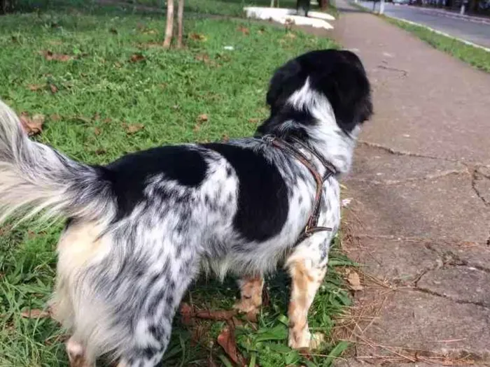 Cachorro ra a Vira lata idade 1 ano nome Nauê