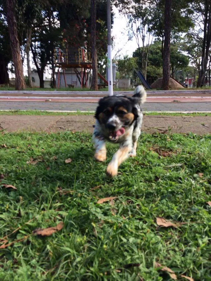 Cachorro ra a Vira lata idade 1 ano nome Nauê
