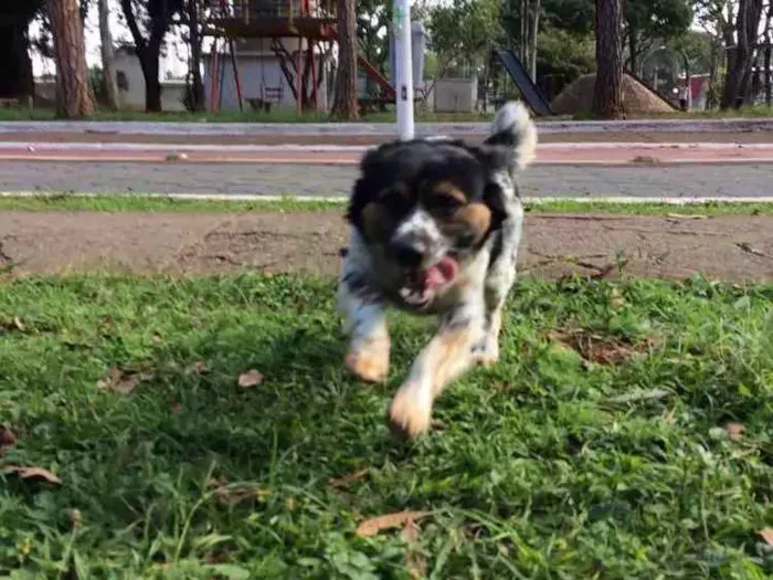 Cachorro ra a Vira lata idade 1 ano nome Nauê