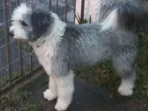 Cachorro raça Sheepdog idade 1 ano nome Bob