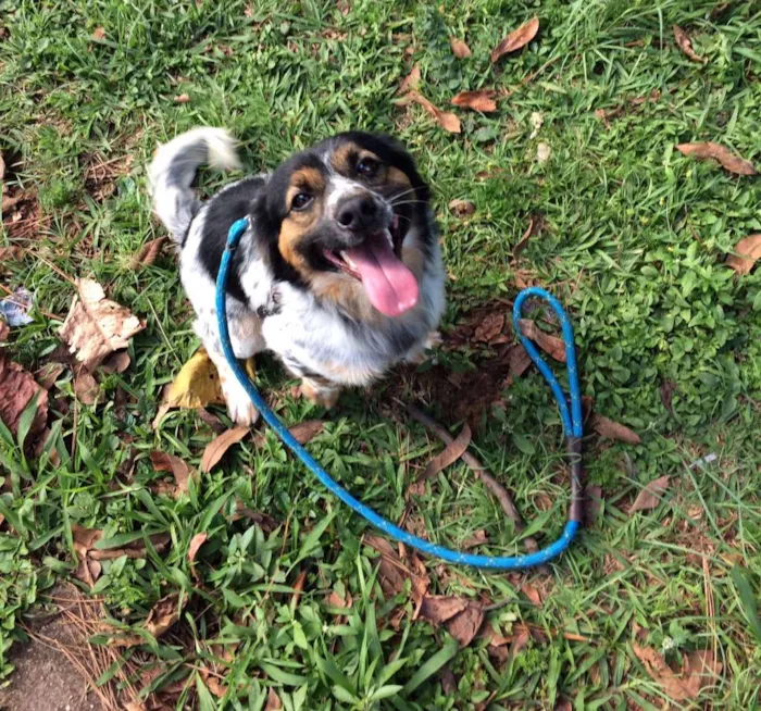 Cachorro ra a Vira lata idade 1 ano nome Nauê