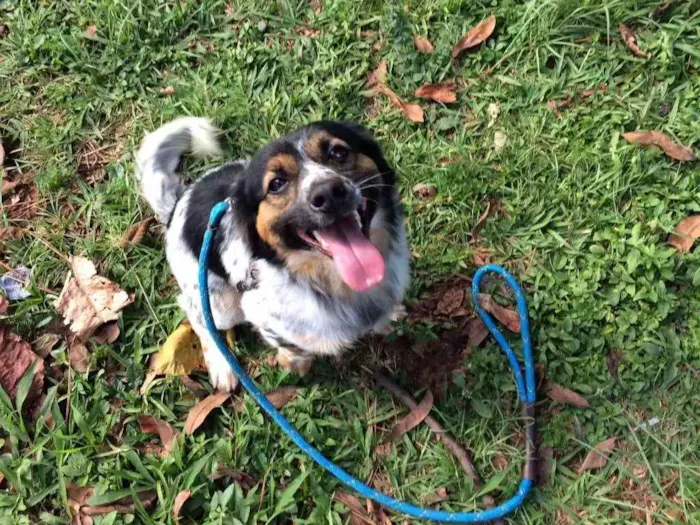 Cachorro ra a Vira lata idade 1 ano nome Nauê