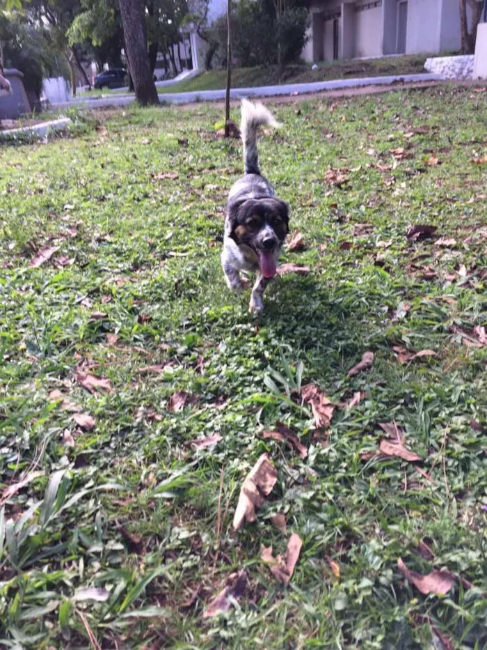 Cachorro ra a Vira lata idade 1 ano nome Nauê