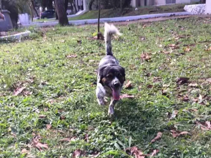 Cachorro ra a Vira lata idade 1 ano nome Nauê