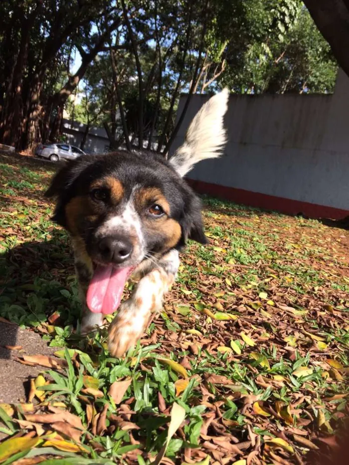 Cachorro ra a Vira lata idade 1 ano nome Nauê