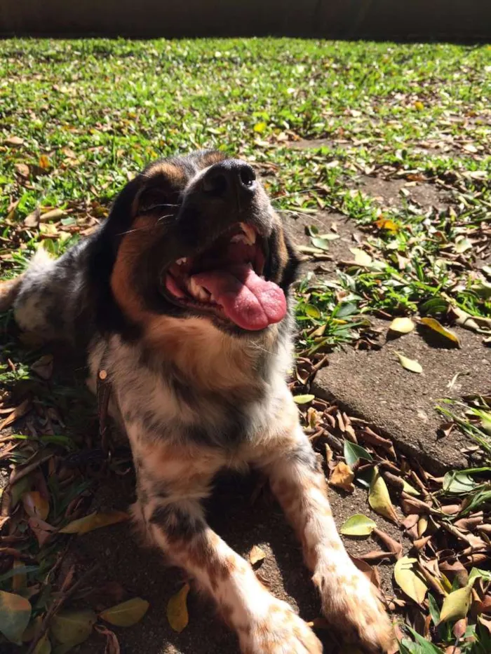 Cachorro ra a Vira lata idade 1 ano nome Nauê