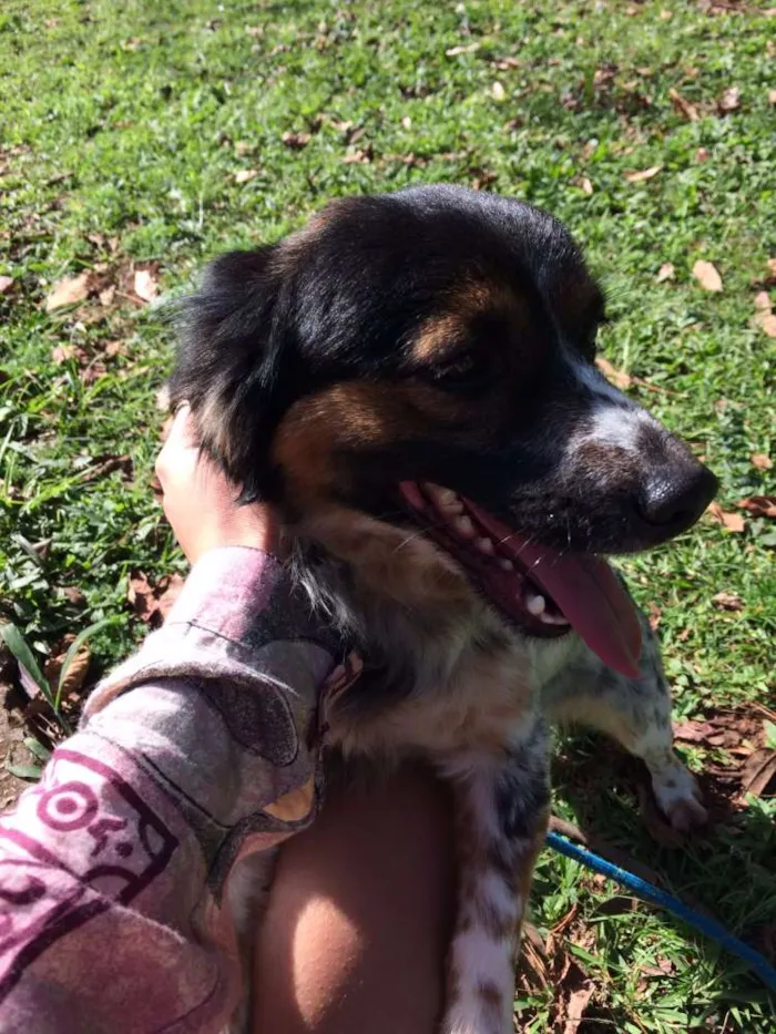 Cachorro ra a Vira lata idade 1 ano nome Nauê