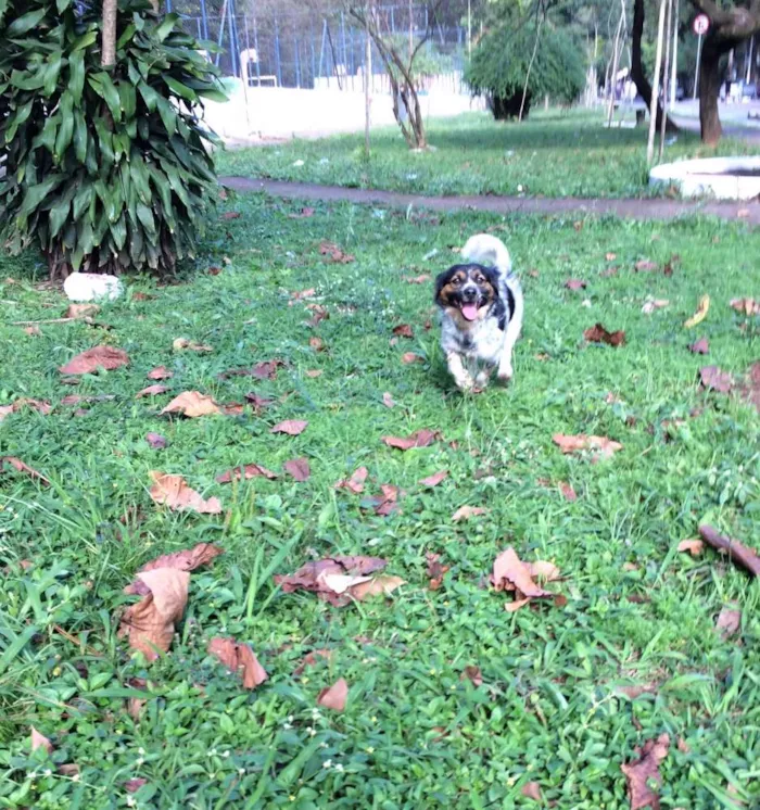 Cachorro ra a Vira lata idade 1 ano nome Nauê