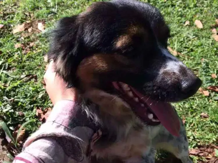 Cachorro ra a Vira lata idade 1 ano nome Nauê