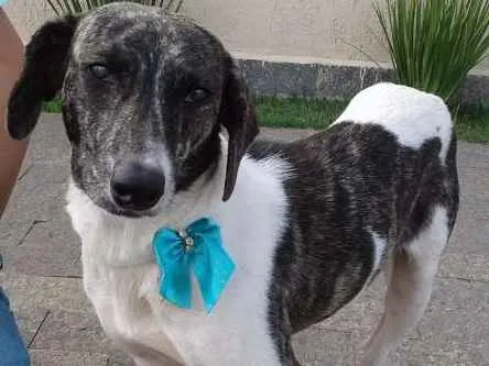 Cachorro ra a  idade 2 anos nome Menina