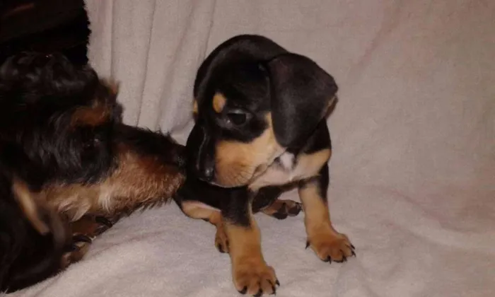Cachorro ra a vira lata idade Abaixo de 2 meses nome filhotes sem nome