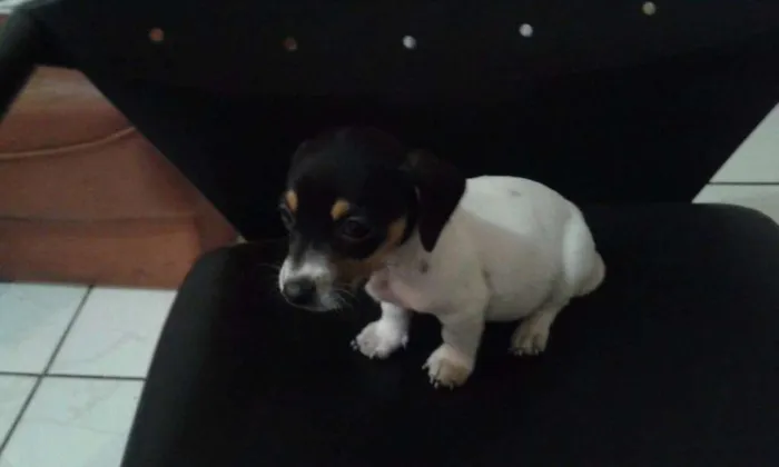 Cachorro ra a vira lata idade Abaixo de 2 meses nome filhotes sem nome