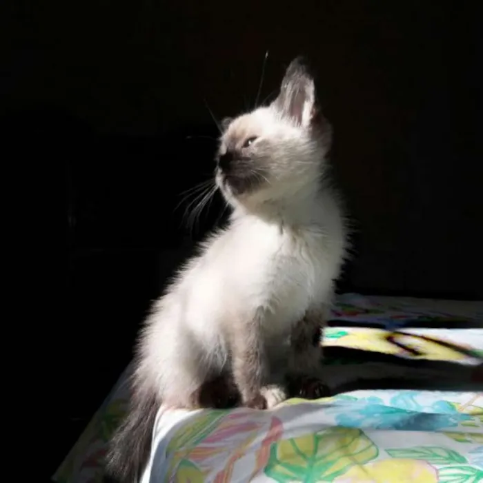 Gato ra a SRD idade Abaixo de 2 meses nome Ameixa