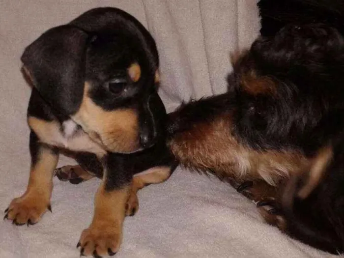 Cachorro ra a vira lata idade Abaixo de 2 meses nome filhotes sem nome