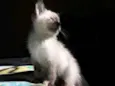Ameixa
