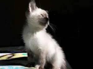 Gato raça SRD idade Abaixo de 2 meses nome Ameixa
