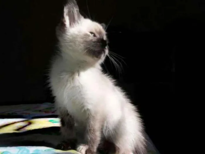 Gato ra a SRD idade Abaixo de 2 meses nome Ameixa