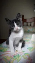 Soluço 