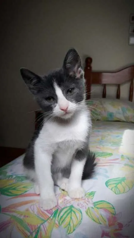 Gato ra a SRD idade Abaixo de 2 meses nome Soluço 