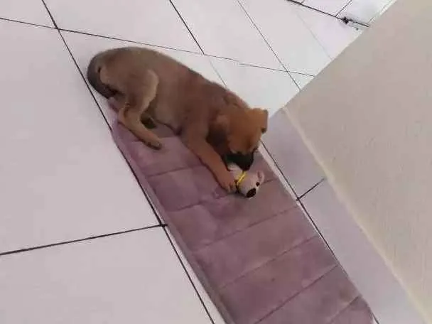 Cachorro ra a SRD idade 2 a 6 meses nome Mitocôndria