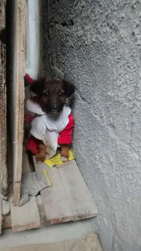 Cachorro ra a vira lata idade Abaixo de 2 meses nome não tem