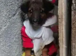 Cachorro raça vira lata idade Abaixo de 2 meses nome não tem
